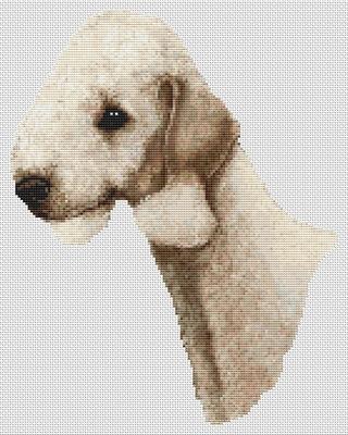 Bedlington Terrier - Sandy